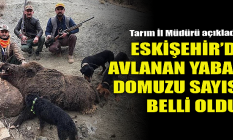 Eskişehir'de avlanan domuz sayısı belli oldu!