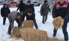 Sarıcakaya yaban hayvanlarını unutmadı