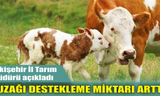 Eskişehir'de hayvancıya müjde: Buzağı destekleme miktarı arttı!