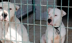 Yasaklı ırk köpekler ile ilgili önemli çağrı!
