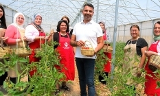 Sivrihisar'da ilk domates hasadı gerçekleştirildi