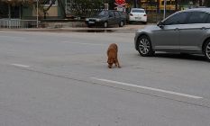 Yol ortasında bekleyen köpek sürücülere zor anlar yaşattı