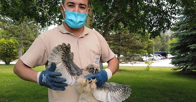 Ağaçtan düşen baykuş kurtarıldı