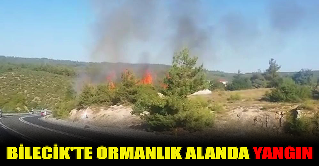 Bilecik#039;te ormanlık alanda yangın