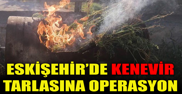 Eskişehir#039;de kenevir tarlasına operasyon!