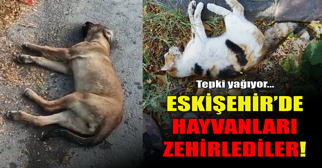 Eskişehir#039;de hayvanları zehirlediler!