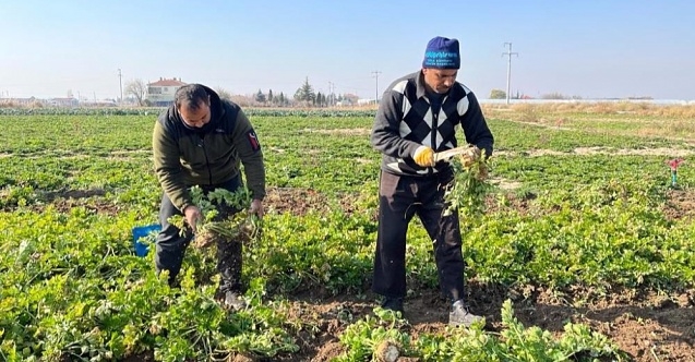 Tarlaların beyaz elması Eskişehir#039;de de yetiştiriliyor