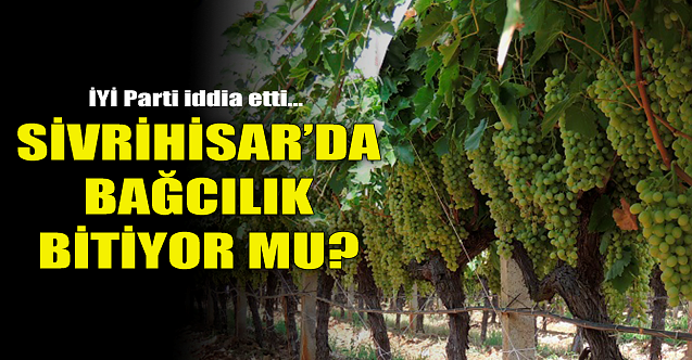 Sivrihisar#039;da bağcılık bitiyor mu?
