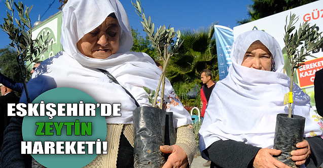 Sakarya Vadisi zeytin bahçesi olacak!