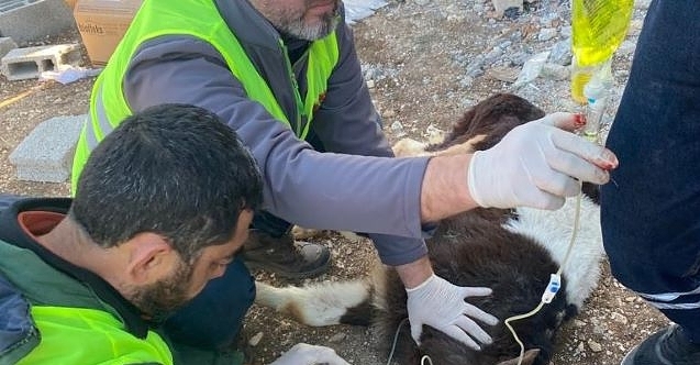 Eskişehir ekibi enkazdaki hayvanları kurtarıyor