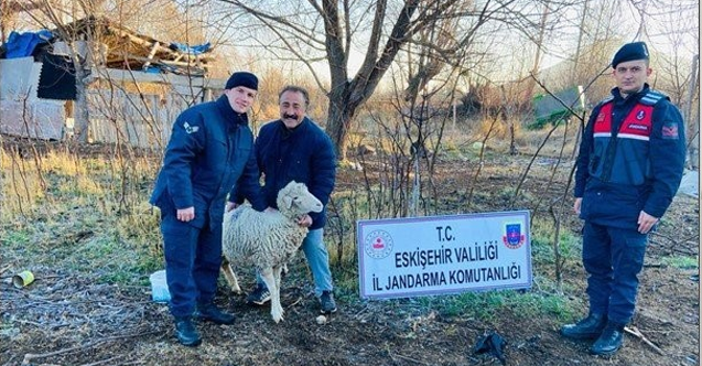 Sivrihisarda çalınan koyunlar jandarma tarafından Ankarada bulundu