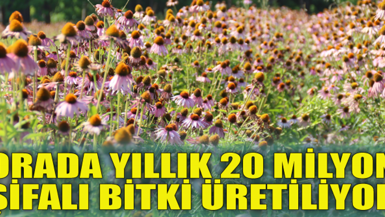 Orada yıllık 20 milyon şifalı bitki üretiliyor