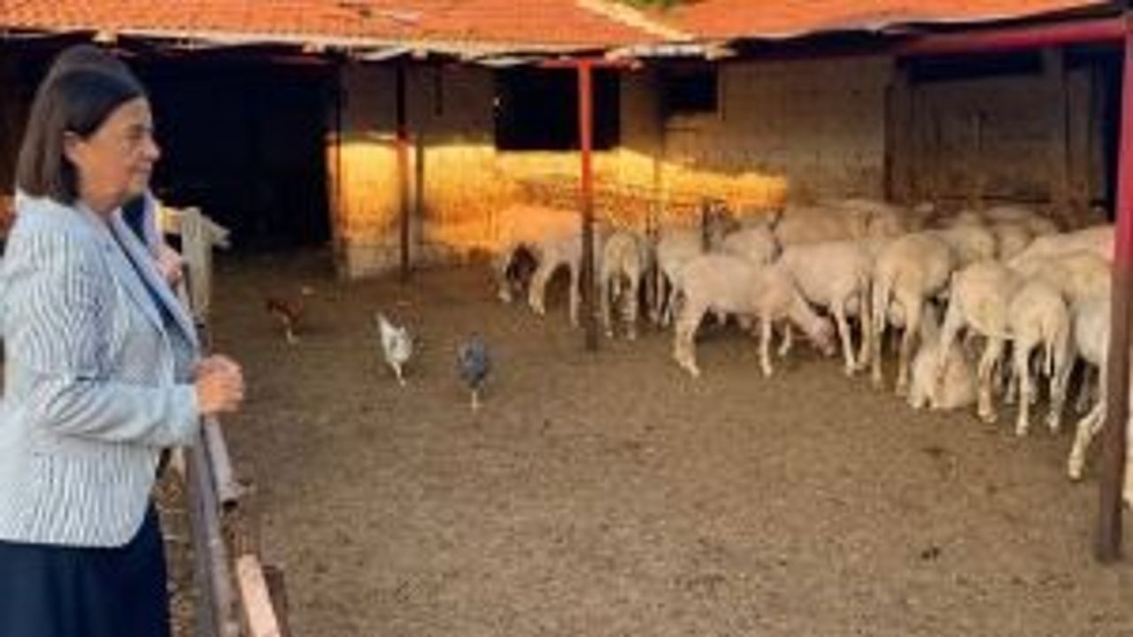 Jale Nur Süllü: Üreticilerimiz can çekişiyor!