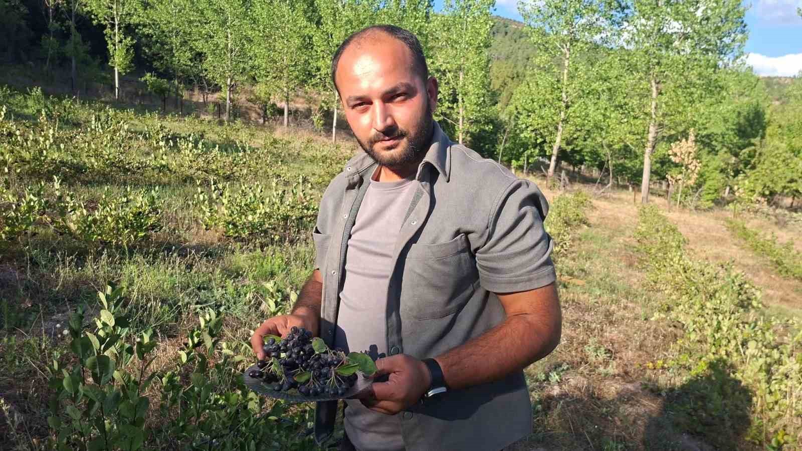 Hisarcık’ta aronya hasadı başladı