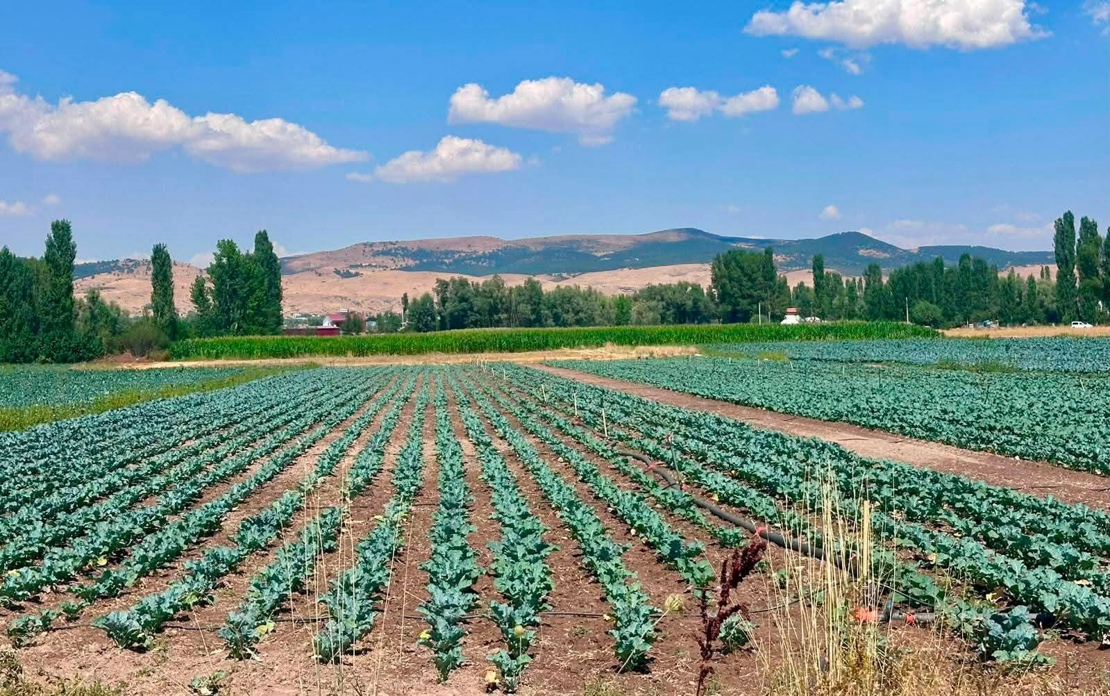 Sinanpaşa’da brokoli üretim alanlarında tarla kontrolleri gerçekleştirildi