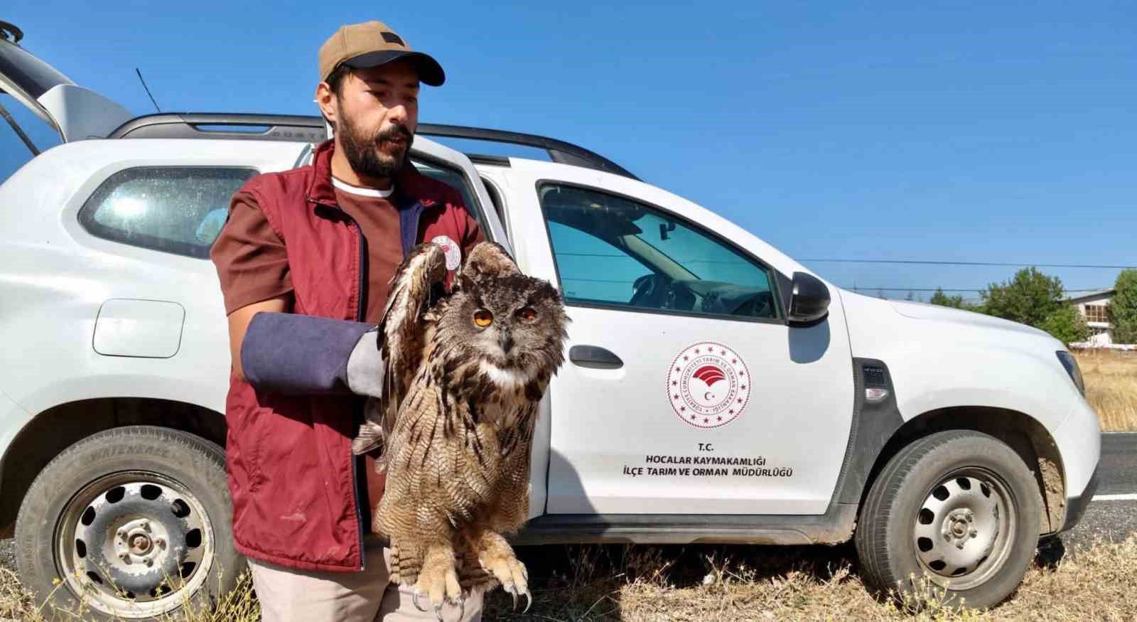 Yaralı puhu kuşu koruma altına alındı