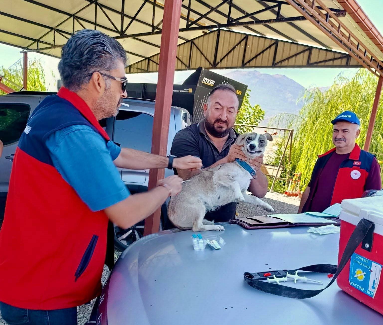 Çay’da evcil hayvanlara kimliklendirme ve kuduz aşısı yapıldı