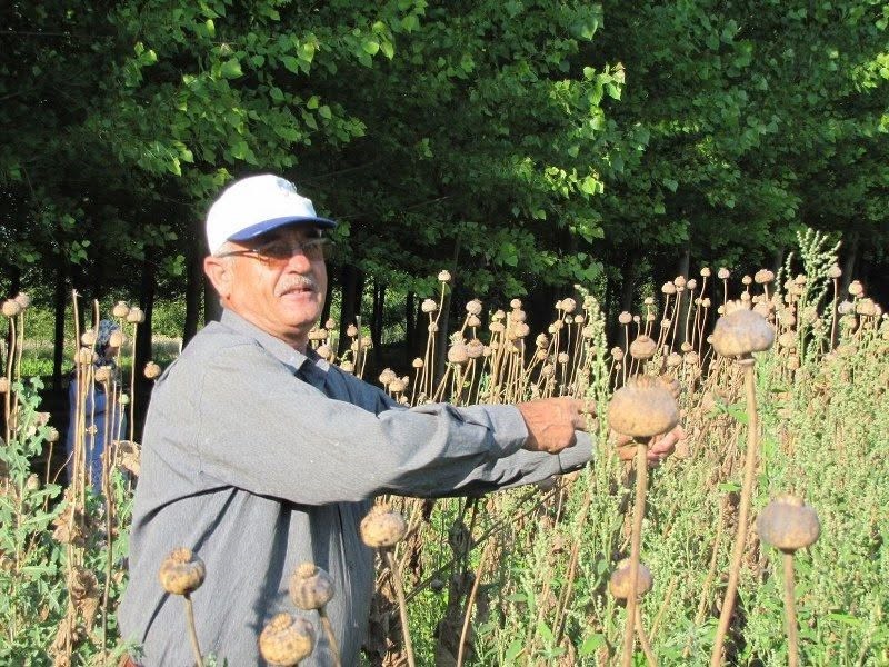 Üreticilerden haşhaş tohumu alım yapılacak