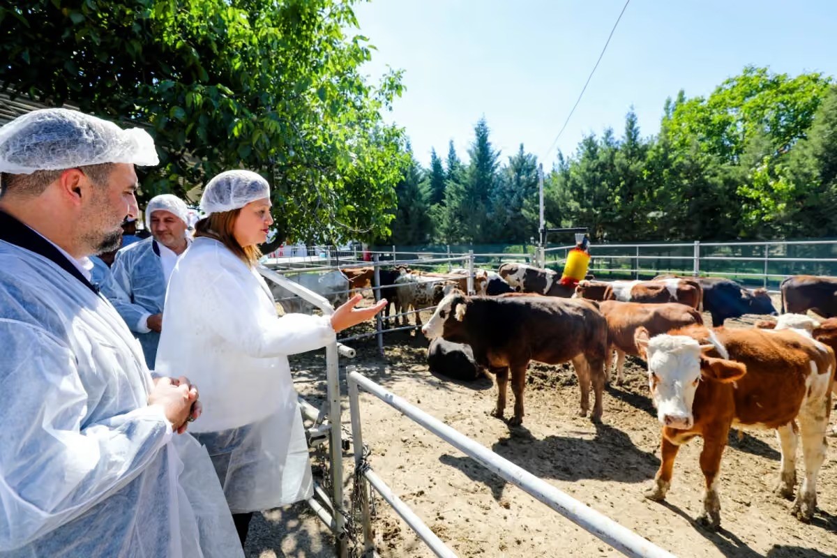 Belediye vatandaşın ucuz et ihtiyacını karşılamak için besi çiftliği kurdu