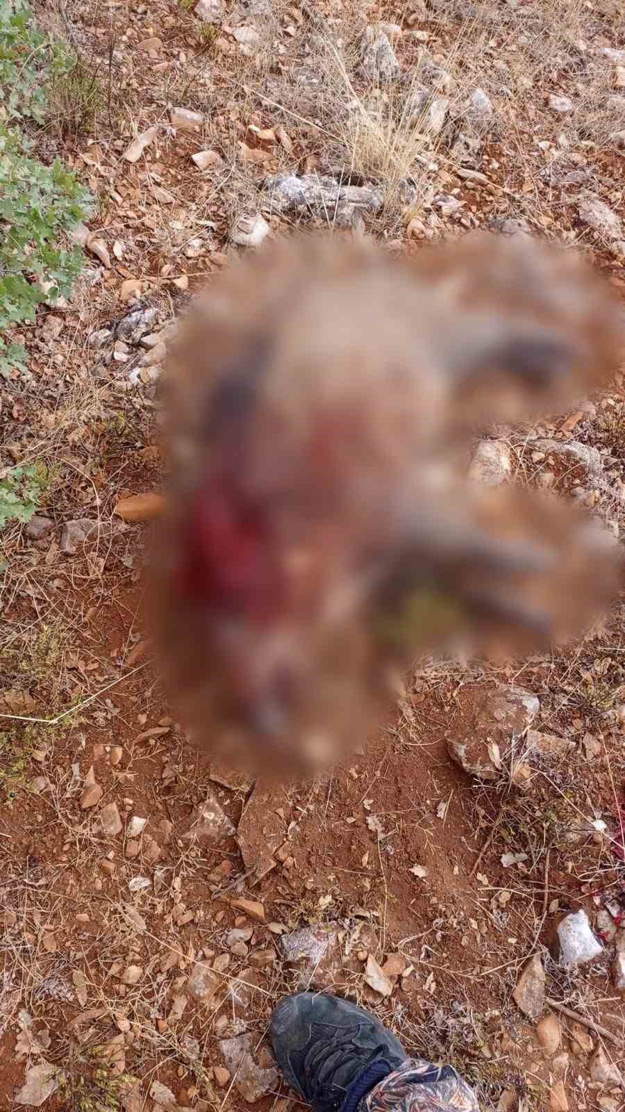 Sivrihisar’da tarım arazilerine zarar veren yaban domuzları avlandı