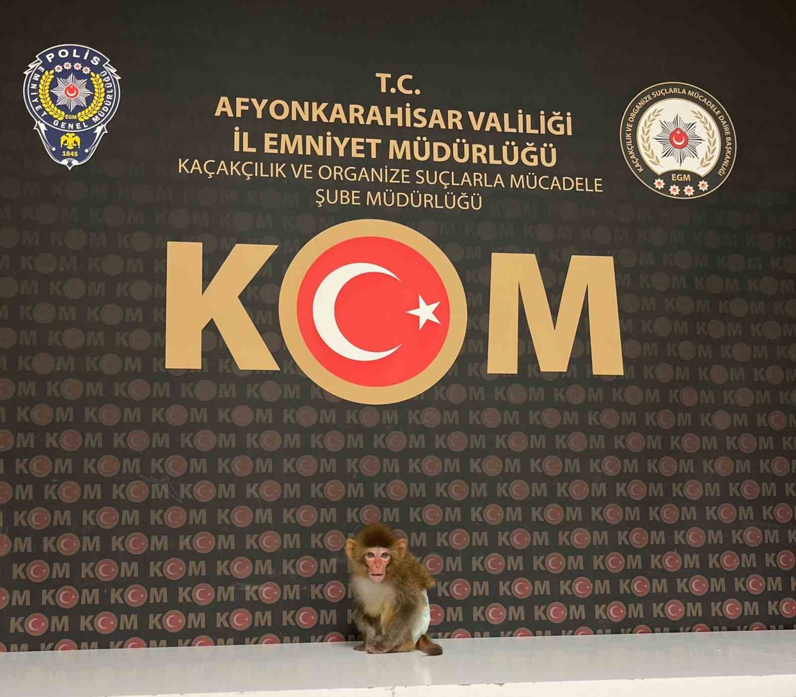 Polis yaptığı baskında nesli tükenmekte olan maymun yakaladı