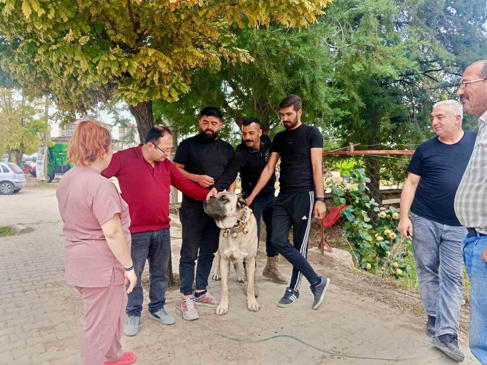 Başmakçı’da evcil hayvanlar kimliklendiriliyor