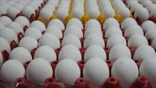 Salmonella Alarmı: 1,5 Milyon Koli Yumurta Geri Çağrıldı
