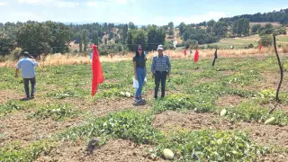Emet Göncek köyünde organik kavun üretim alanları denetlendi