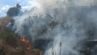 Bozüyük’te orman yangını