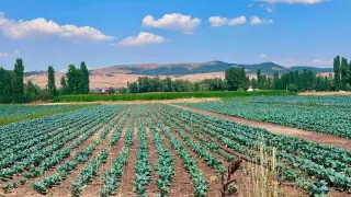 Sinanpaşa’da brokoli üretim alanlarında tarla kontrolleri gerçekleştirildi