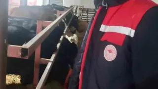 İthal hayvanların bulunduğu işletmelerde kontroller sürüyor