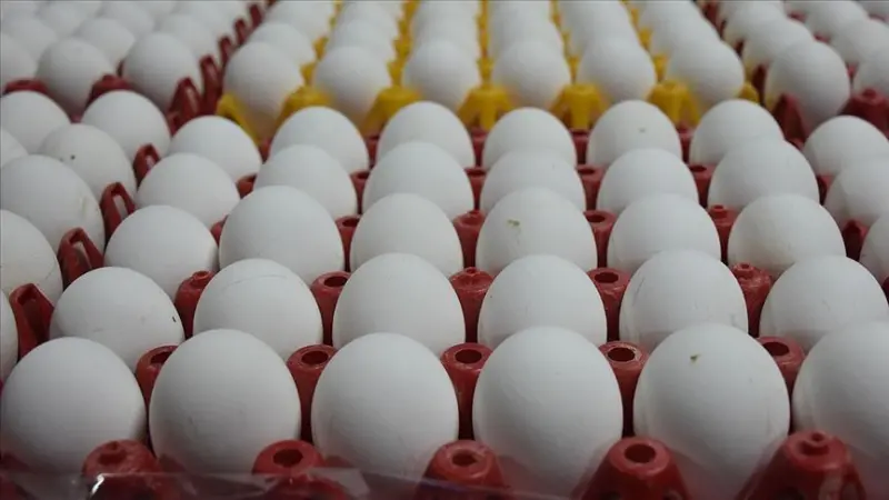 Salmonella Alarmı: 1,5 Milyon Koli Yumurta Geri Çağrıldı