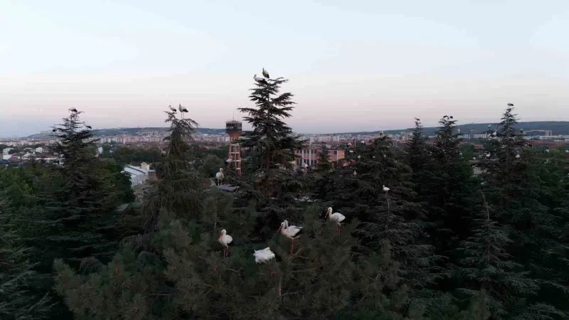 Göç yolculuğuna mola veren leylekler dron ile görüntülendi