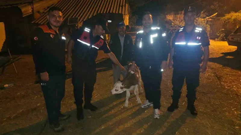 Kayıp büyükbaş hayvan, tarlada doğum yapmış halde bulundu