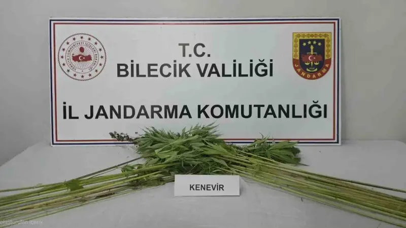 Bilecik’te tarlada kenevir bitkisi ele geçirildi